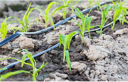 سیستم آبیاری قطره ای و کاربردهای آن